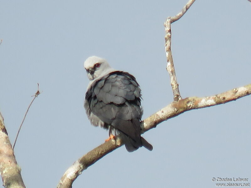 Mississippi Kiteadult