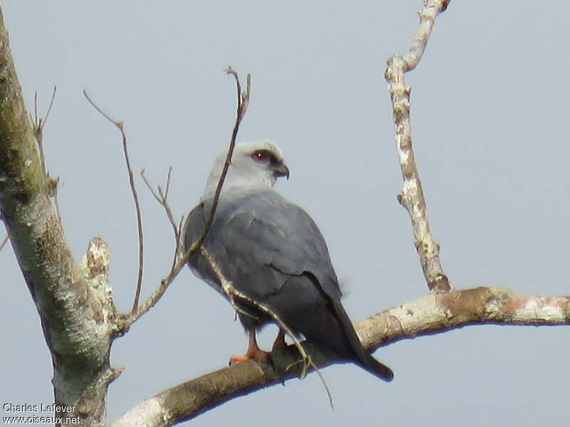 Mississippi Kiteadult, Behaviour