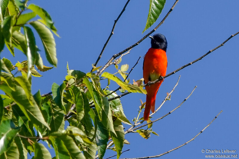 Minivet à bec court mâle adulte