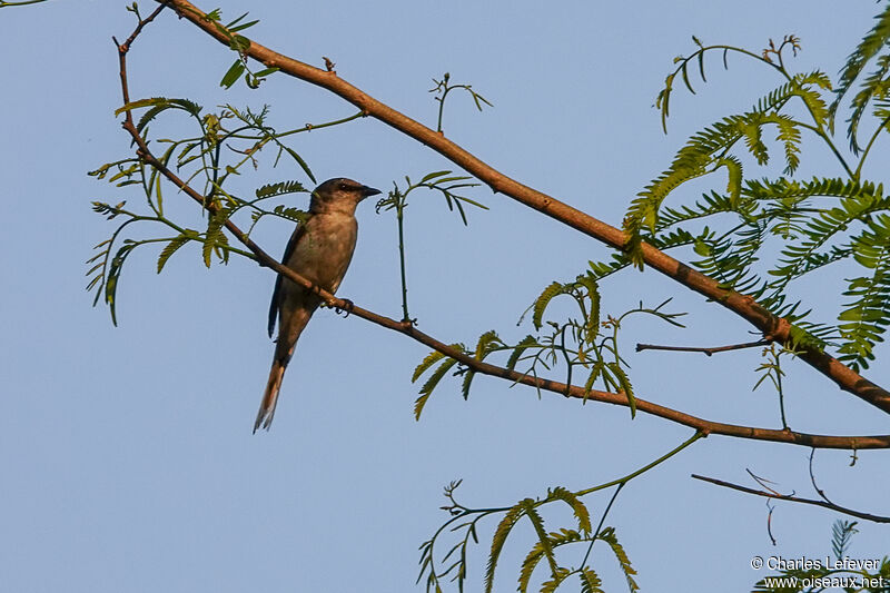 Minivet de Swinhoe