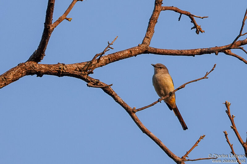 Minivet écarlate femelle