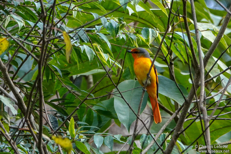 Minivet rouge mâle 1ère année