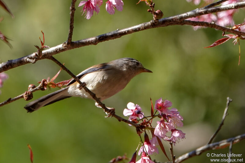 Blue-winged Minlaadult