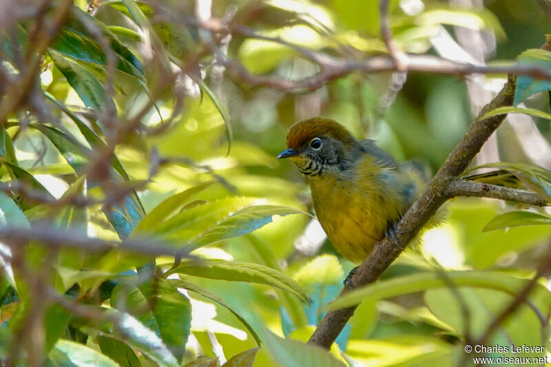 Bar-throated Minlaadult