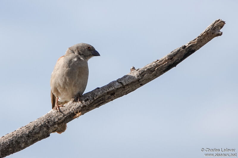 Parrot-billed Sparrow