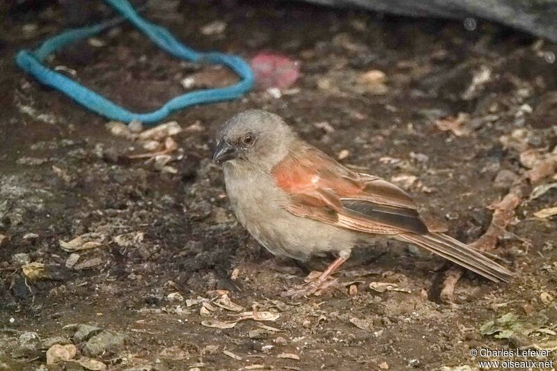 Moineau perroquet