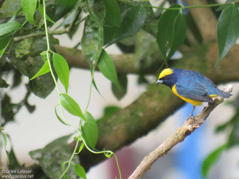 Yellow-crowned Euphonia male adult