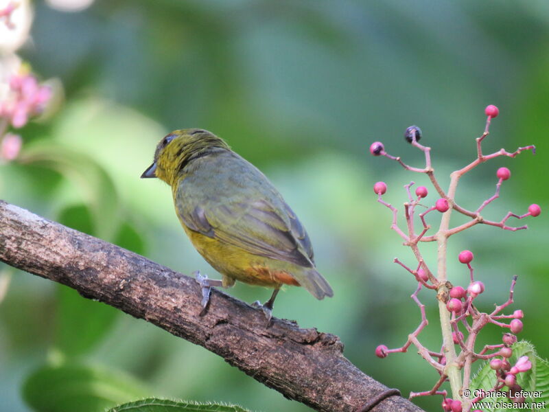 Olive-backed Euphonia female