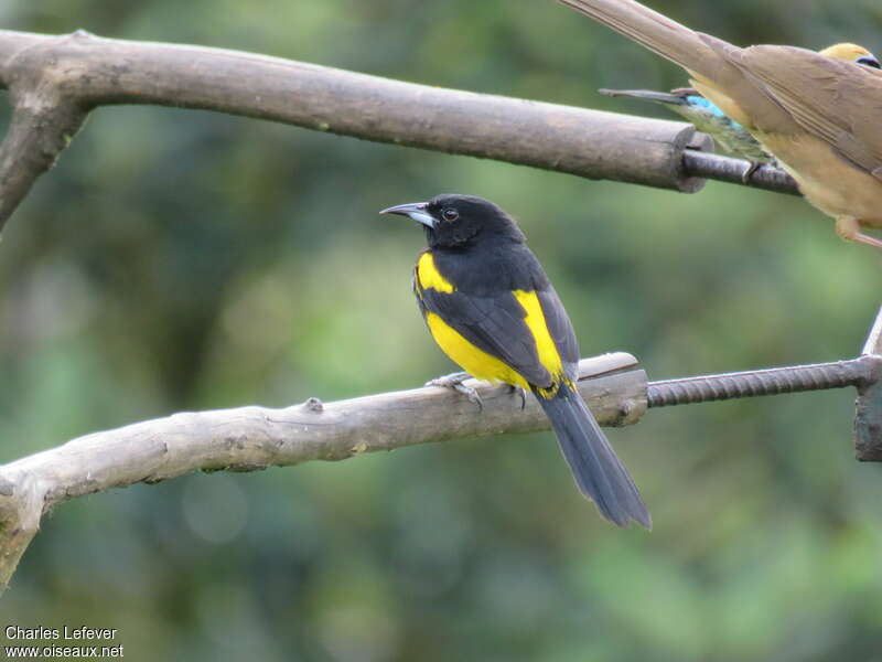 Black-cowled Oriole male adult, pigmentation