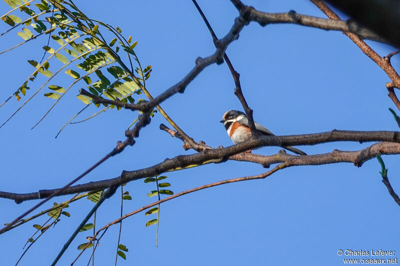 Black-throated Bushtit