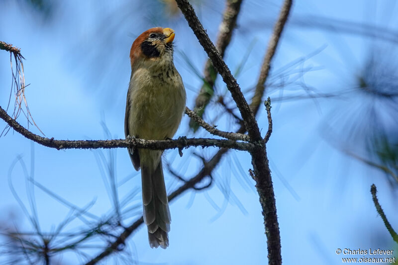 Spot-breasted Parrotbilladult