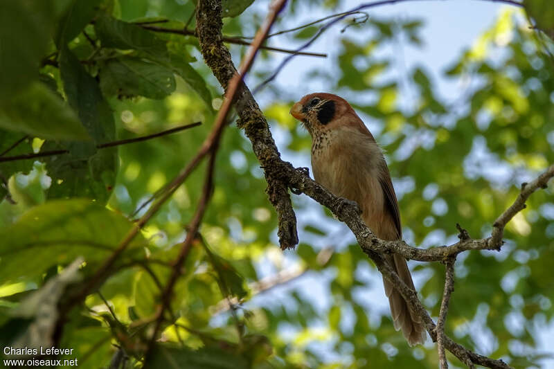 Spot-breasted Parrotbilladult, identification