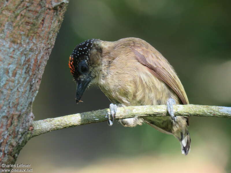 Olivaceous Piculet male adult, eats