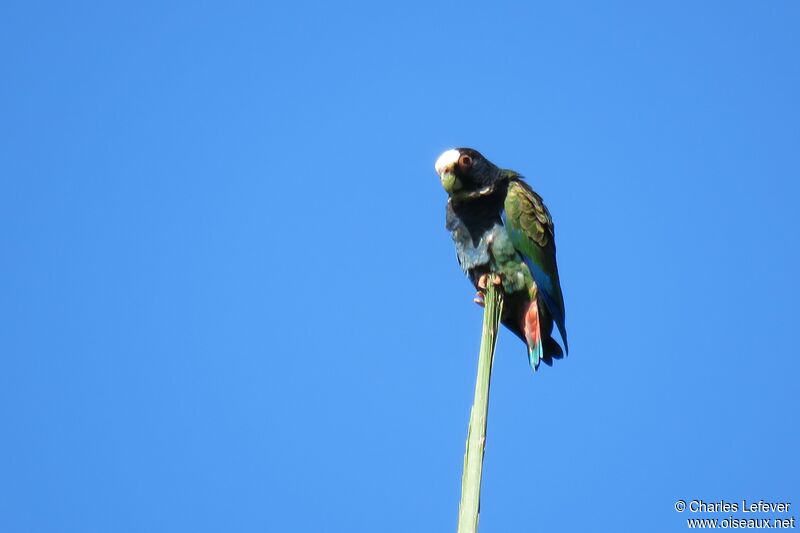 White-crowned Parrot