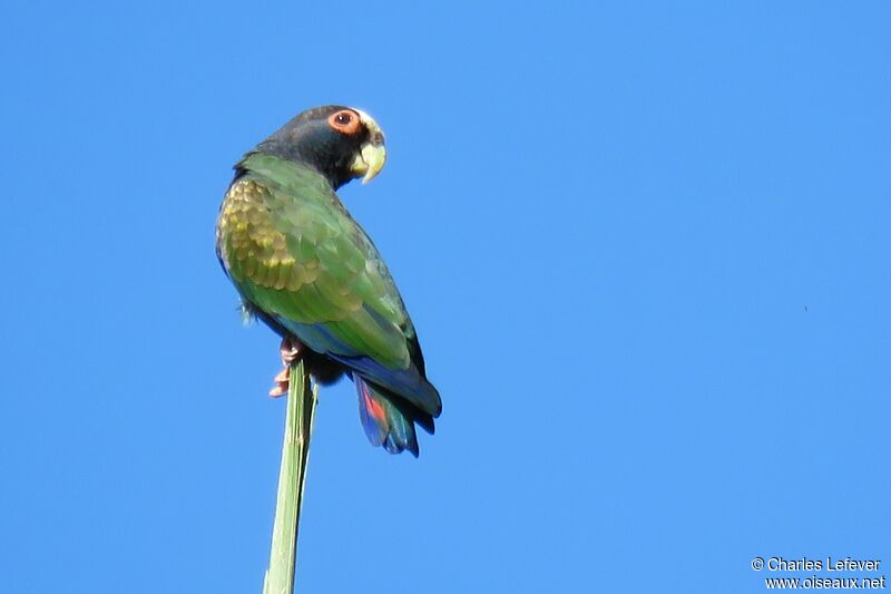 White-crowned Parrotadult