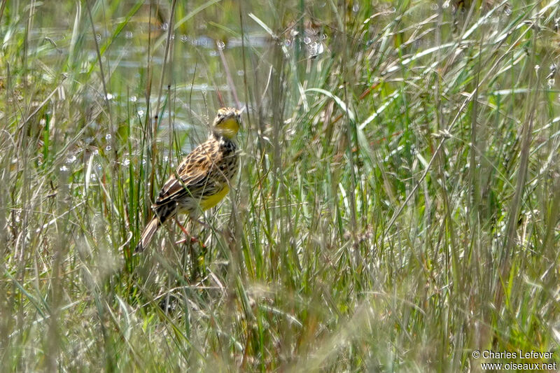 Sharpe's Longclawadult