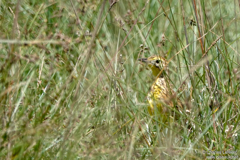 Pipit de Sharpe