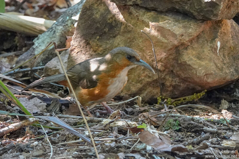 Rusty-cheeked Scimitar Babbleradult