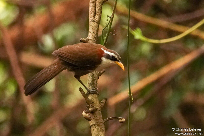 White-browed Scimitar Babbler male