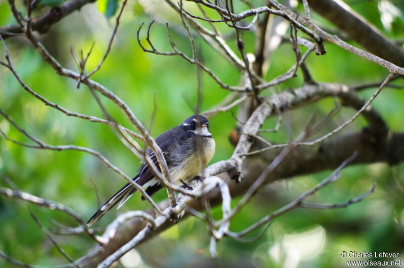 Grey Fantail