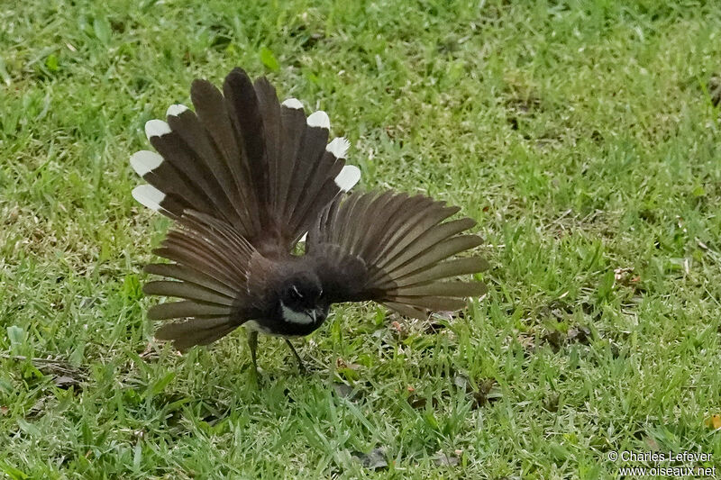 Malaysian Pied Fantailadult, fishing/hunting