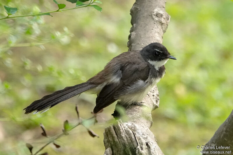 Malaysian Pied Fantailadult