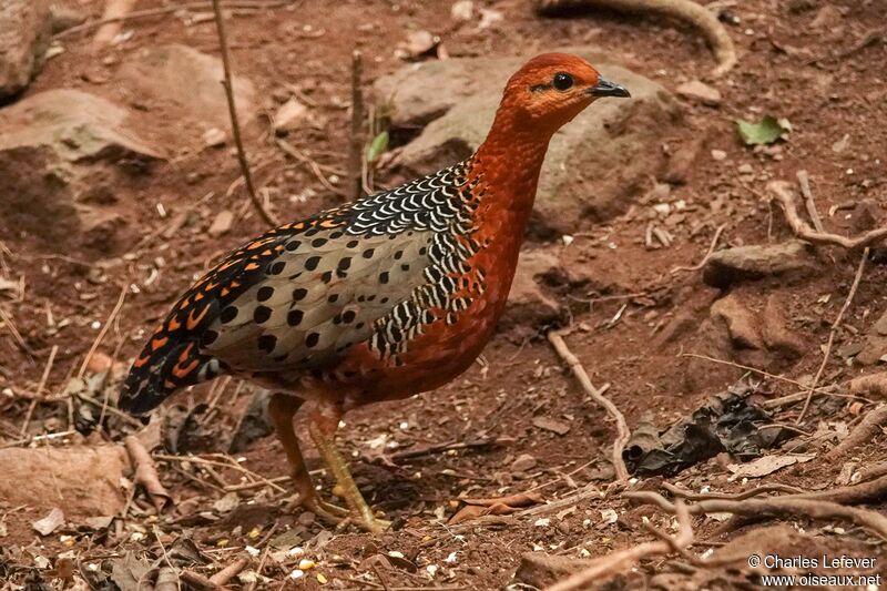 Ferruginous Partridge