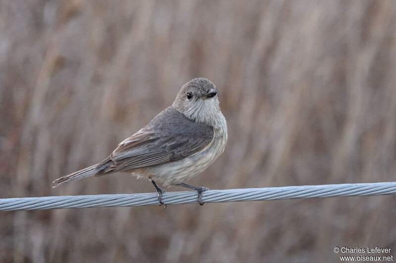 Rufous Whistler