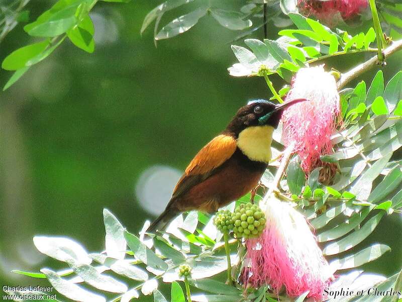 Buff-throated Sunbird male adult breeding, identification, eats