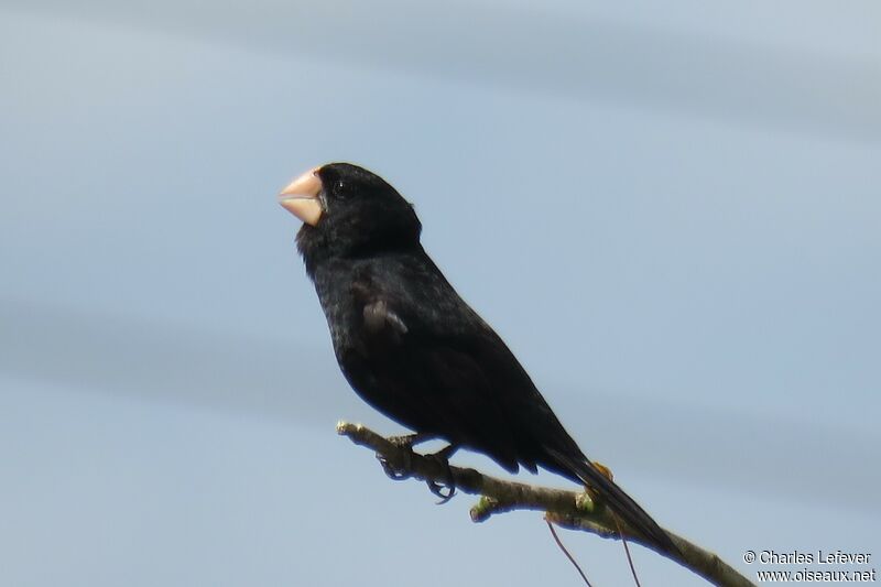 Nicaraguan Seed Finch male adult