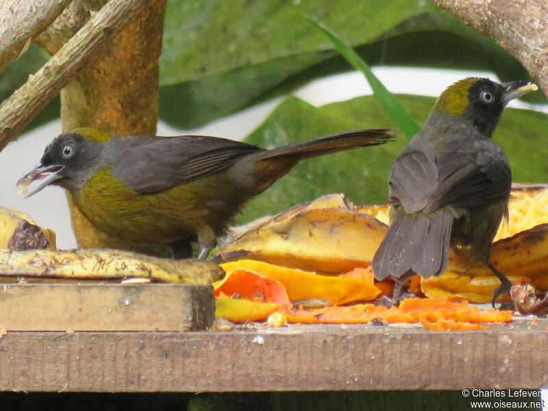 Tangara obscuradulte, mange