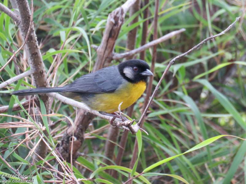 Santa Marta Brushfinchadult, identification