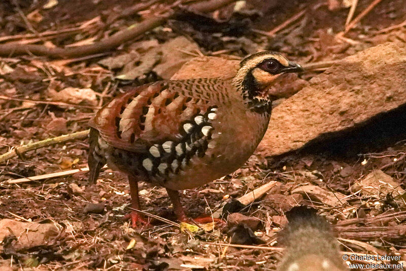 Torquéole à poitrine bruneadulte