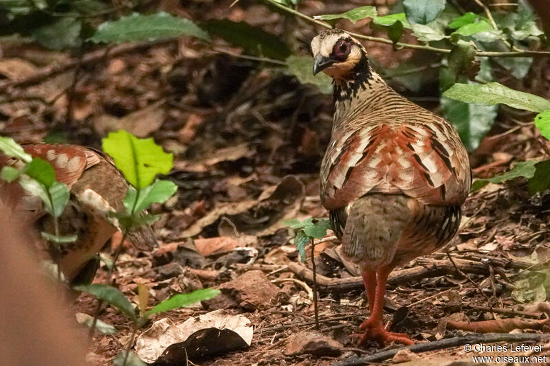 Bar-backed Partridge