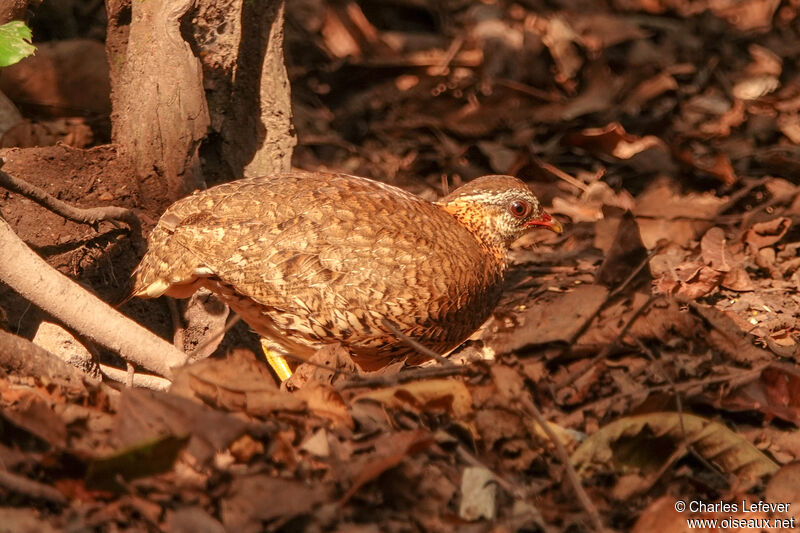 Torquéole des bois