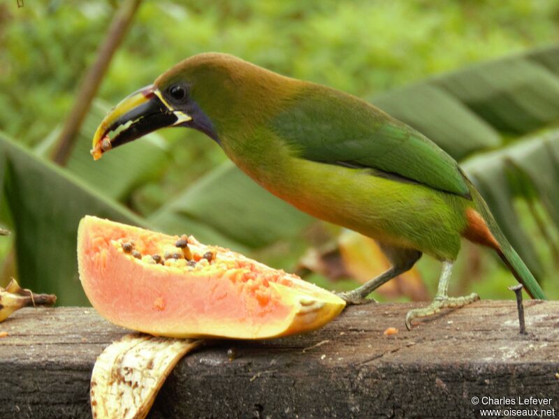 Toucanet à gorge bleueadulte, mange