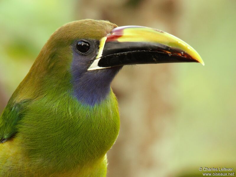 Toucanet à gorge bleue, mange