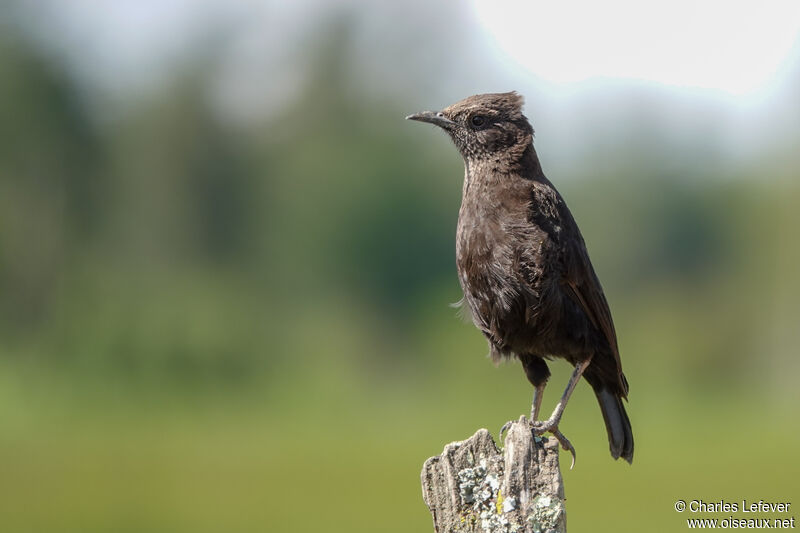 Anteater Chat