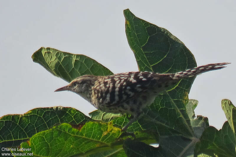 Stripe-backed Wrenadult, identification