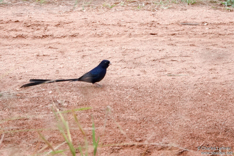 Steel-blue Whydah male adult breeding