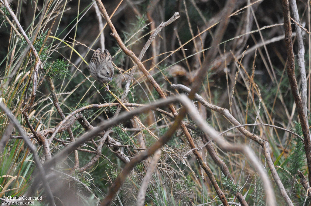 Black-faced Bunting, identification, aspect, camouflage, pigmentation, walking, fishing/hunting