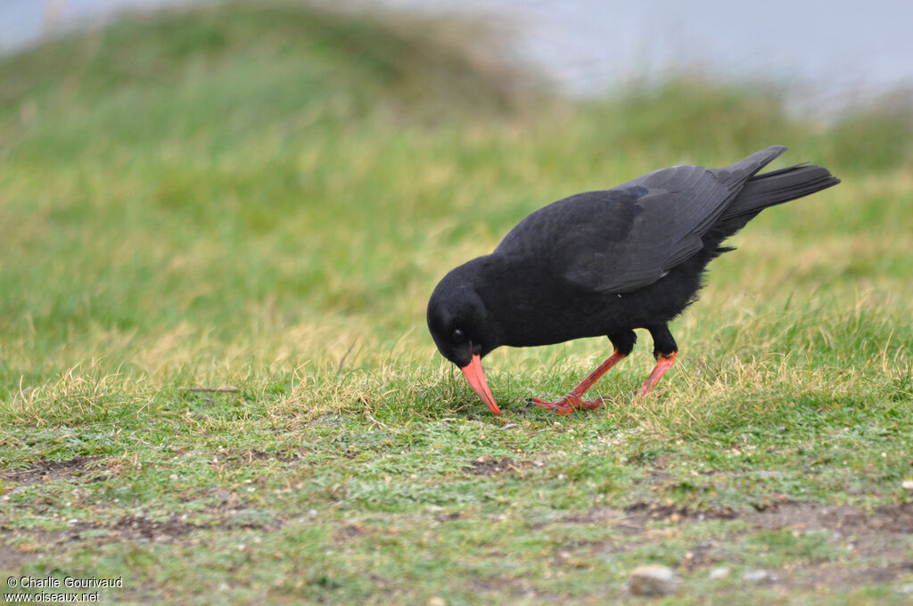 Crave à bec rougeadulte, identification, composition, pigmentation, marche, pêche/chasse, mange