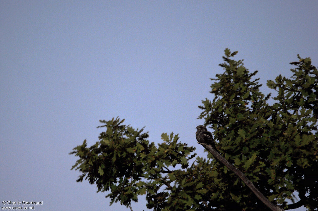 European Nightjar