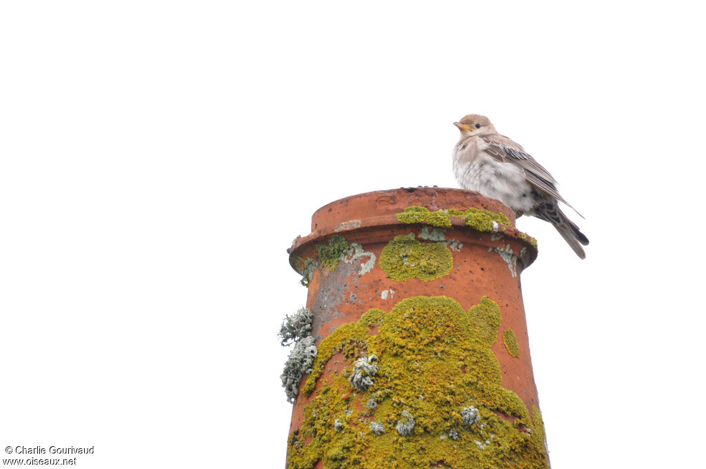 Étourneau roselinjuvénile, identification, mue, composition, pigmentation
