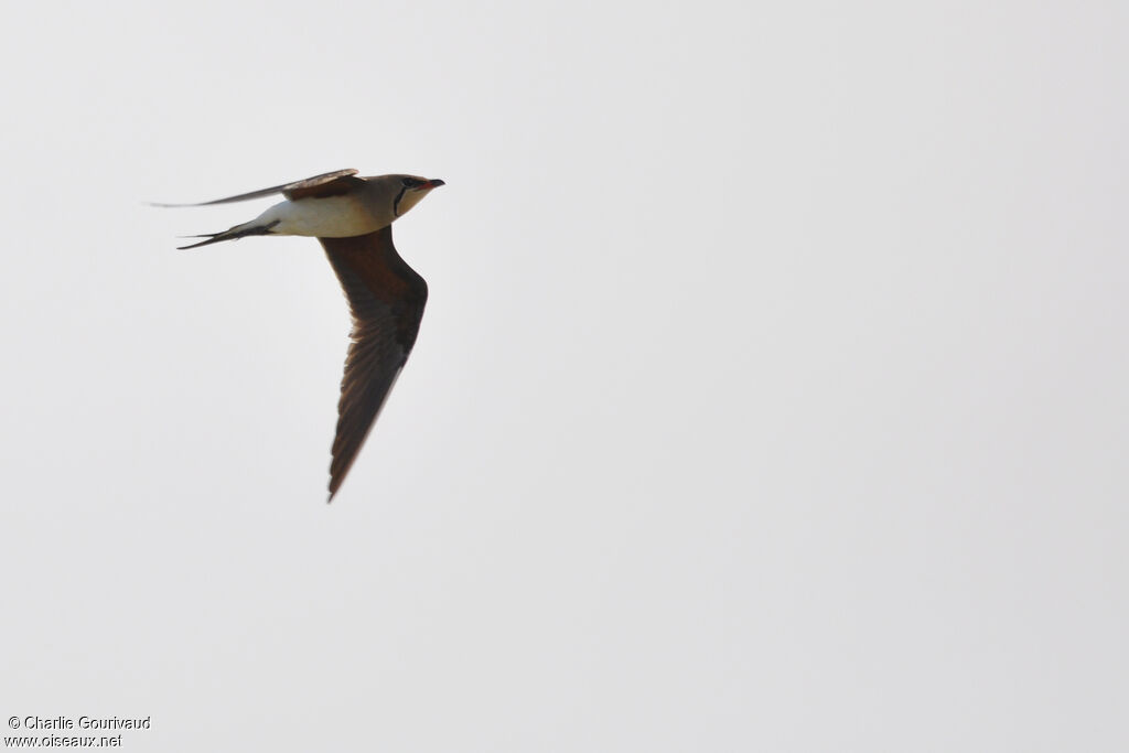 Collared Pratincoleadult breeding, pigmentation, Flight, fishing/hunting