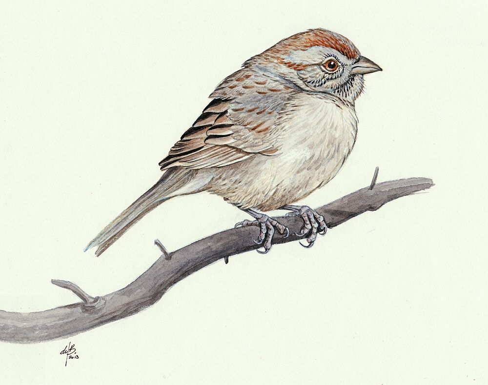 Rufous-crowned Sparrow