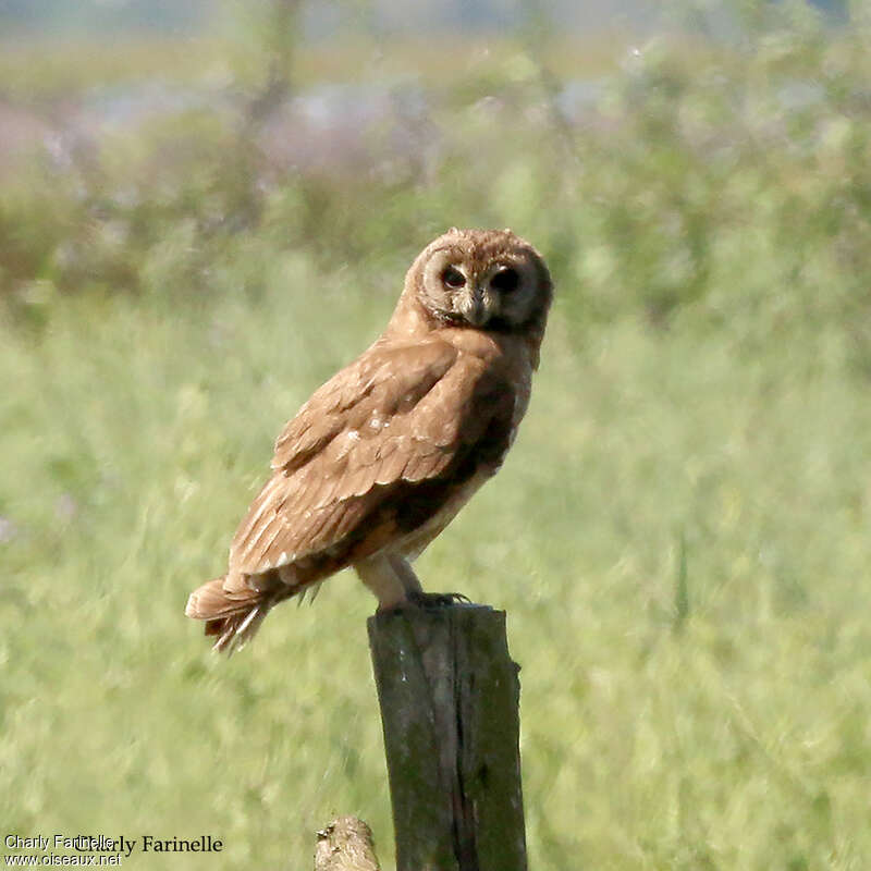 Hibou du Capadulte, identification