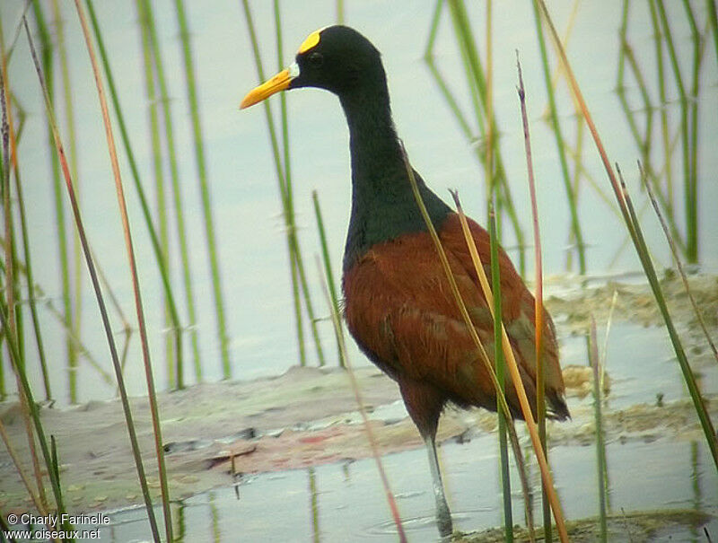 Jacana du Mexique