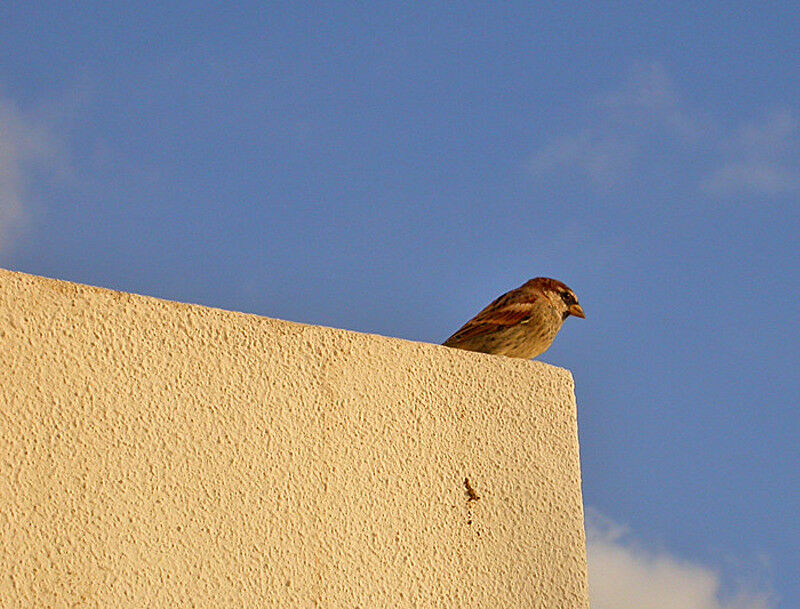 Moineau espagnol