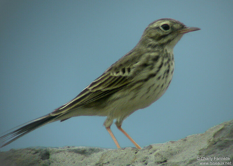 Pipit de Berthelot